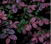 Фотообои Citydecor Роса 3D с защитным покрытием 300x260