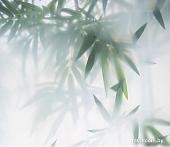 Фотообои Citydecor Цветы и Растения 153 300x260