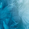 Фотообои Vimala Перья 20 270x400