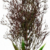 Искусственное растение Barbus Горгонария Plant 030/50 (черный)