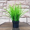 Искусственное растение Forgarden Осока высокая в черном горшке BN10602 35 см