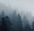 Фотообои Vimala Серый лес 2 270x300