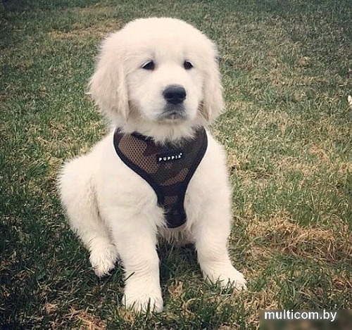 Шлейка-жилетка Puppia Soft Vest PAHA-AH305-CA-3L (камуфляж)