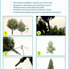 Ель Царь Елка Русская красавица 1.8 м