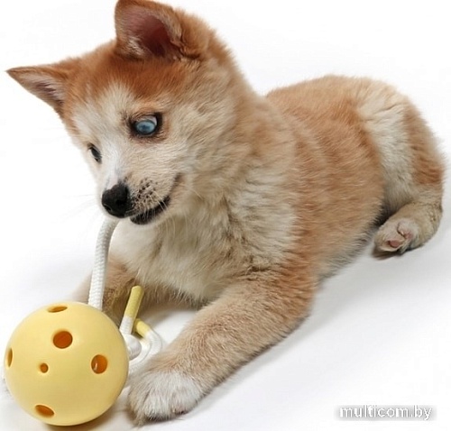 Игрушка для собак EBI Petit Milo 309/449486