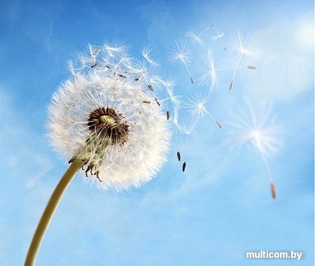 Фотообои Citydecor Одуванчик 2 с защитным покрытием 300x254