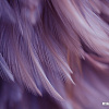Фотообои Vimala Перья 18 270x400