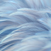 Фотообои Vimala Перья 13 270x300