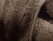 Полотенце Guten Morgen 50x90 ПМТкк-50-90 (темное какао)