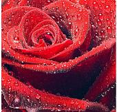 Фотообои Citydecor Красная роза с защитным покрытием 300x254