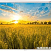 Проекционный экран Lumien Eco Picture 178x280 LEP-100124