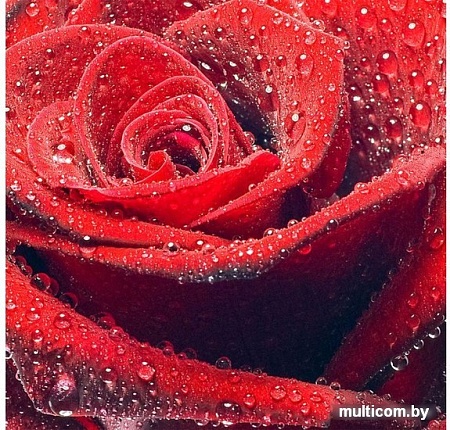 Фотообои Citydecor Красная роза с защитным покрытием 300x254