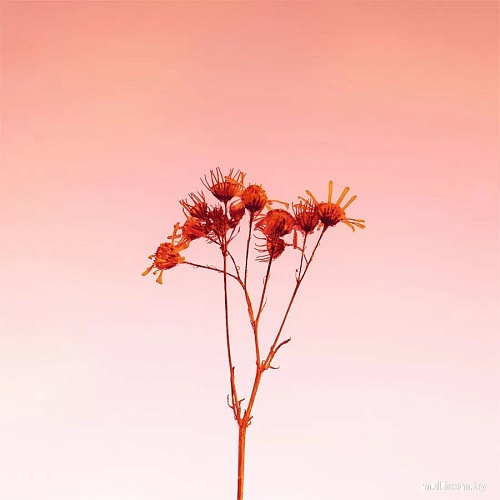 Картина Stamprint Ветка 1 SP017 (50x50)