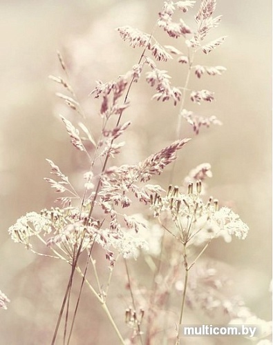 Фотообои Citydecor Цветущий луг с защитным покрытием 200x254