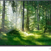 Телевизор TCL L55P8MUS