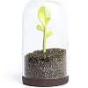 Емкость Qualy Sprout Jar QL10205-BN