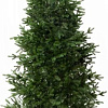 Ель National Tree Company Форест Фор-190 (190 см)
