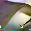 Объектив Lensbaby Composer Pro with Double Glass для Samsung NX