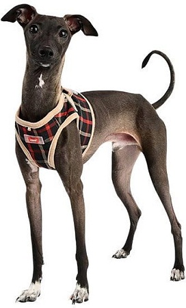 Шлейка Puppia Baxter PLSA-HB1602-BK-XL (черный)