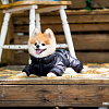 Комбинезон для животных Puppia Jumpesuit B PAPD-JM1673-BK-S (черный)