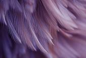 Фотообои Vimala Перья 18 270x400