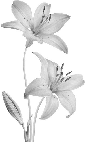 Книга издательства Inspiria. Утреннее сияние (Джио Сара)