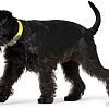 Ошейник Hunter Collar Convenience 63148 (55/M-L, желтый)