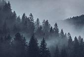 Фотообои Vimala Серый лес 270x400