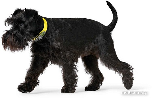 Ошейник Hunter Collar Convenience 63148 (55/M-L, желтый)