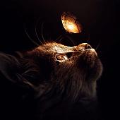 Картина на стекле ArtaBosko WBR-06-123-03 (40x40)