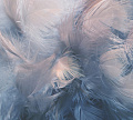Фотообои Vimala Перья 9 270x300