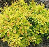 Красный клен Барбарис Тунберга Golden Dream (30-40 см)