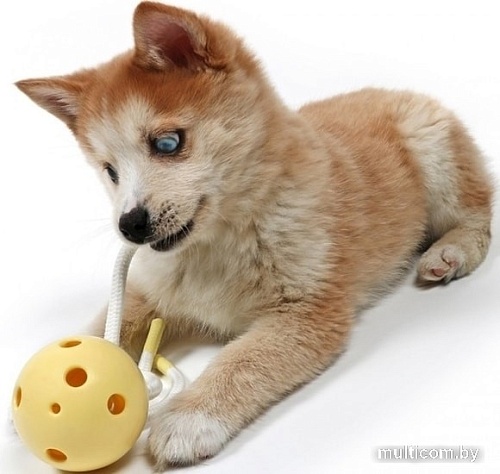 Игрушка для собак EBI Petit Milo 309/449493