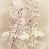 Фотообои Citydecor Цветущий луг 200x254