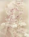 Фотообои Citydecor Цветущий луг 200x254