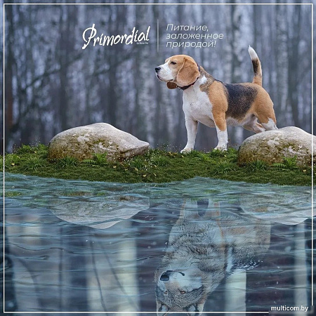 Сухой корм для собак Primordial Dog Mini Adult Trout & Duck 6 кг