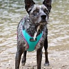 Шлея Doog Neoflex Rin Tin Tin HARTIN-XL (бирюзовый с розовым кантом)