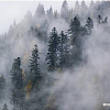 Фотообои Vimala Лес в тумане 10 270x400