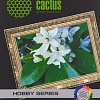 Фотобумага CACTUS матовая A4 190 г/кв.м. 10 листов [CS-DA419010]