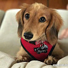 Шлейка Puppia Ritefit PAJA-AC617-RD-M (красный)