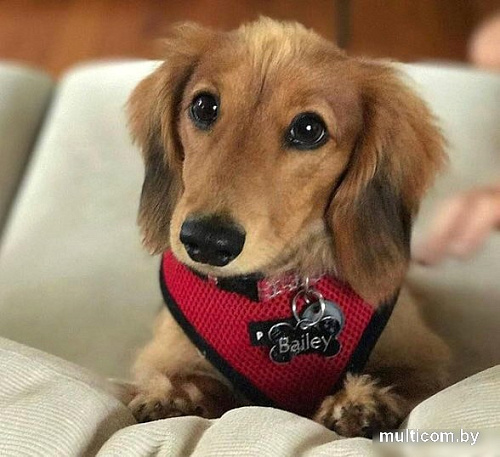 Шлейка Puppia Ritefit PAJA-AC617-RD-M (красный)