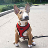 Шлейка Puppia Ritefit PAJA-AC617-RD-M (красный)