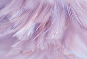 Фотообои Vimala Перья 1 270x400