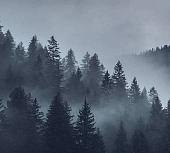 Фотообои Vimala Серый лес 270x300