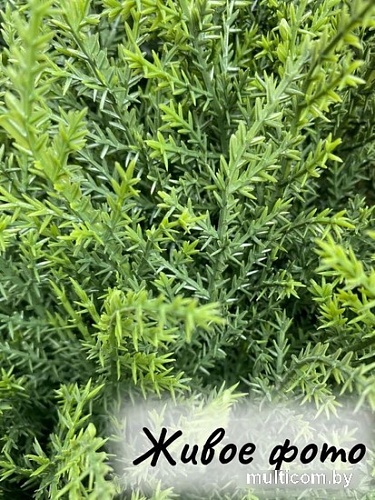 Искусственное растение Merry Bear Home Decor Туя спиралевидная KA0035