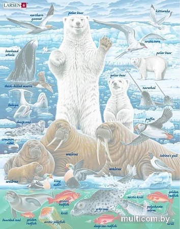 Пазл Larsen Полярный медведь FH42