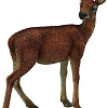 Фигурка Collecta Самка оленя 88470b