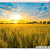 Проекционный экран Lumien Eco Picture 198x300 LEP-100120