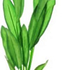 Искусственное растение Barbus Эхинодорус Майор Plant 046/30 (зеленый)