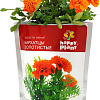 Набор для опытов Happy plant Бархатцы золотистые hpn-30